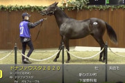 サマーセール2021　種牡馬別平均価格ランキング