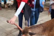 中国人観光客、シカの角を折ろうとする　奈良公園