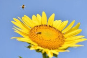【画像】いい天気だからヒマワリ畑でハチ撮ったった