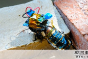 【メカゴキ】 ゴキブリを「サイボーグ化」、理研など成功　災害救助に活躍期待