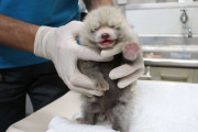 レッサーパンダのふわふわ赤ちゃん、こんにちは　日本平動物園で２年ぶりに誕生　秋ごろ公開予定