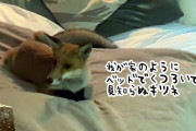 ちょっと部屋から出ている間に、見知らぬキツネがベッドで我が家のようにくつろいでいた件