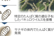 九州大学「カイコにウイルス注入して粉砕したらワクチンになった」
