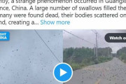 【前触れ】中国、これ以上に不吉なことってある？ 空を覆うツバメの大群 → 地面に落下して大量死