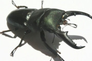 【画像】クワガタ拾ったんだけど何クワガタか分かる？