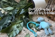 観葉植物を倒したダックスフンド、飼い主に怒られるとあの作戦でごまかそうとする