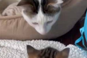 うちのネコが初めて子猫に出会う。ちょっと威嚇する。しかし子猫はひるまない → 優しい先輩はこうなった…