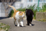 【ねこ画像】チャシロとシロクロ、キジトラ ほか