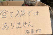 ２歳の子がいて妊娠中なのに捨て猫拾っちゃった。雨に打たれてて見て見ぬふりできなかったんだ。人懐っこくてにゃーにゃー鳴いてる。大変だけど腹括って飼うしかないよね