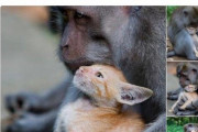 【画像】母親のいない猫ちゃん　猿に育てられるｗｗｗｗｗｗｗｗｗｗｗｗｗｗ
