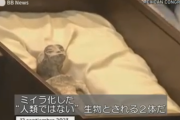 【画像】メキシコで宇宙人のミイラが公開されてしまう