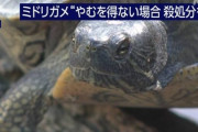 【外来種】ミドリガメ、やむをえない場合は殺処分も