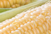 【悲報】米トランプ「アメリカで余ったトウモロコシを日本が買う」ｗｗｗｗｗｗ