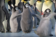 野生ペンギンのかわいい失敗集...？ 癒しの38秒はこちら 海外の反応