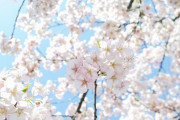 【画像】いい天気だから公園に行ったら桜咲いてた