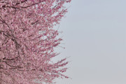 【画像】いい天気だから桜を見に行ったよ