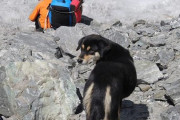 【朗報】　ヒマラヤ登山に勝手についてきた野良犬、標高7,129mのバルンツェを登頂してしまうｗｗｗｗｗｗ