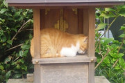 猫、すごく祀られていた