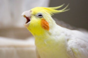 彡(ﾟ)(ﾟ) 「インコが体調崩したときに良さげな病院見つけたから電話したら架空サイトだった」