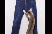 ダメージジーンズアーティストが「ねこちゃんを使ったダメージジーンズ動画」を公開！！ これは職人技ですわ……