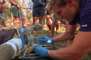 巨大ワニの歯の治療風景が過酷すぎる　オーストラリア（動画あり）