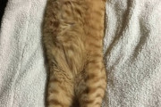 【ねこGIF】ジャンプをミスった猫さん…何事もなかったフリがお上手ですねwww