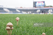 ◆Ｊ小ネタ◆J1が開催された横浜のピッチが「キノコ」だらけ!「梅雨の珍事」