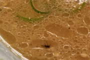 【悲報】ラーメンに虫が入ってた