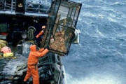 ベーリング海…カニの2年で10%まで個体数減少