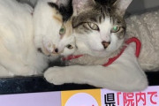 【ねこ画像】テレビの上でいちゃちゃする猫さん達…飼い主さんはちゅーる談義で忙しそうですねwww