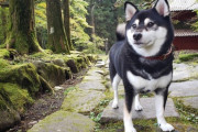 【柴犬画像】カレンダーにできそうな柴写真、食べて遊んで歩いて出すもん出すのが柴子のお仕事！ ほか