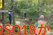【北海道】牛を襲うクマOSO18か…標茶町で死んだ乳牛1頭見つかる