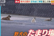 【山口】「野犬の群れ」公園から住宅街へ　路上占拠…かみつき被害女性語る恐怖の瞬間