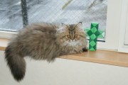 【画像】 うちの猫が初めて窓枠に昇りました【再】