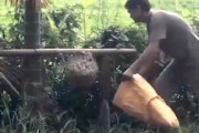 【動画】勇敢なのか無謀なのか。大きな蜂の巣に袋一つで挑んだ男性が(@_@;)