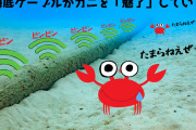 【悲報】カニ、Wi-Fiを受信していることが判明ｗｗｗｗｗｗ