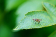 【ハエ】死んだメスバエと交尾を促す「ゾンビ菌」　死後時間がたつほどオスには魅力的に…