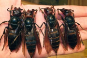 【閲覧注意】中国のオオスズメバチ、想像以上にヤバすぎて草ｗｗｗｗｗｗｗｗｗｗｗｗ