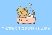 日本人優しすぎ！台風で近所の野良猫を避難させてあげる人が続出！【台湾人の反応】