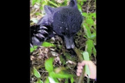 【クマ被害】クマに襲われ顔に傷痕、周囲から「出没するのにわざわざ登山した人」と心ない言葉