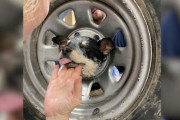 【アメリカ】車のホイールに頭はまる、消防士が子犬を救出　カリフォルニア　※動画