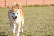 気に入っていた洋食屋が盲導犬同伴可の店になっていてショック。犬嫌いの自分はもういけないや