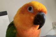 【画像】俺の飼ってるインコ何度か見せたけどお前らはいつも・・・・・・・・・・