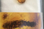 【画像】虫入り琥珀買ったぞ