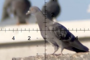 【動画】鳩ぽっぽを空気銃で次々と仕留めるハンターのスコープ視点。