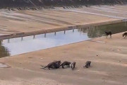【動画あり】カワウソの群れ vs 野良犬3匹の縄張り争いが勃発するｗｗｗｗｗｗｗｗ　シンガポール