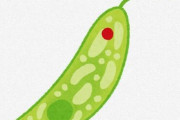 【バイオ】ユーグレナ(ミドリムシ)、トマトジュースで良く育つことが明らかに　東京理科大学研究