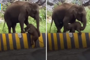 コンクリートの柵を越えられない赤ちゃんゾウを大人のゾウが優しく手助け（インド）