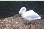 【悲報】白鳥のメス、少年らに卵を潰され傷心のあまり巣の中で息絶える