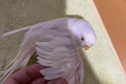 【悲報】ワイのインコちゃん（1300円）具合が悪そうなので病院へ...